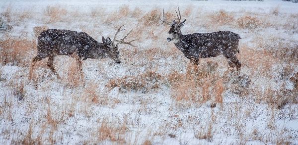 Mule Deer Bucks graze in snowstorm-Wyoming